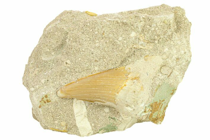 Otodus Shark Tooth Fossil in Rock - Morocco #292000